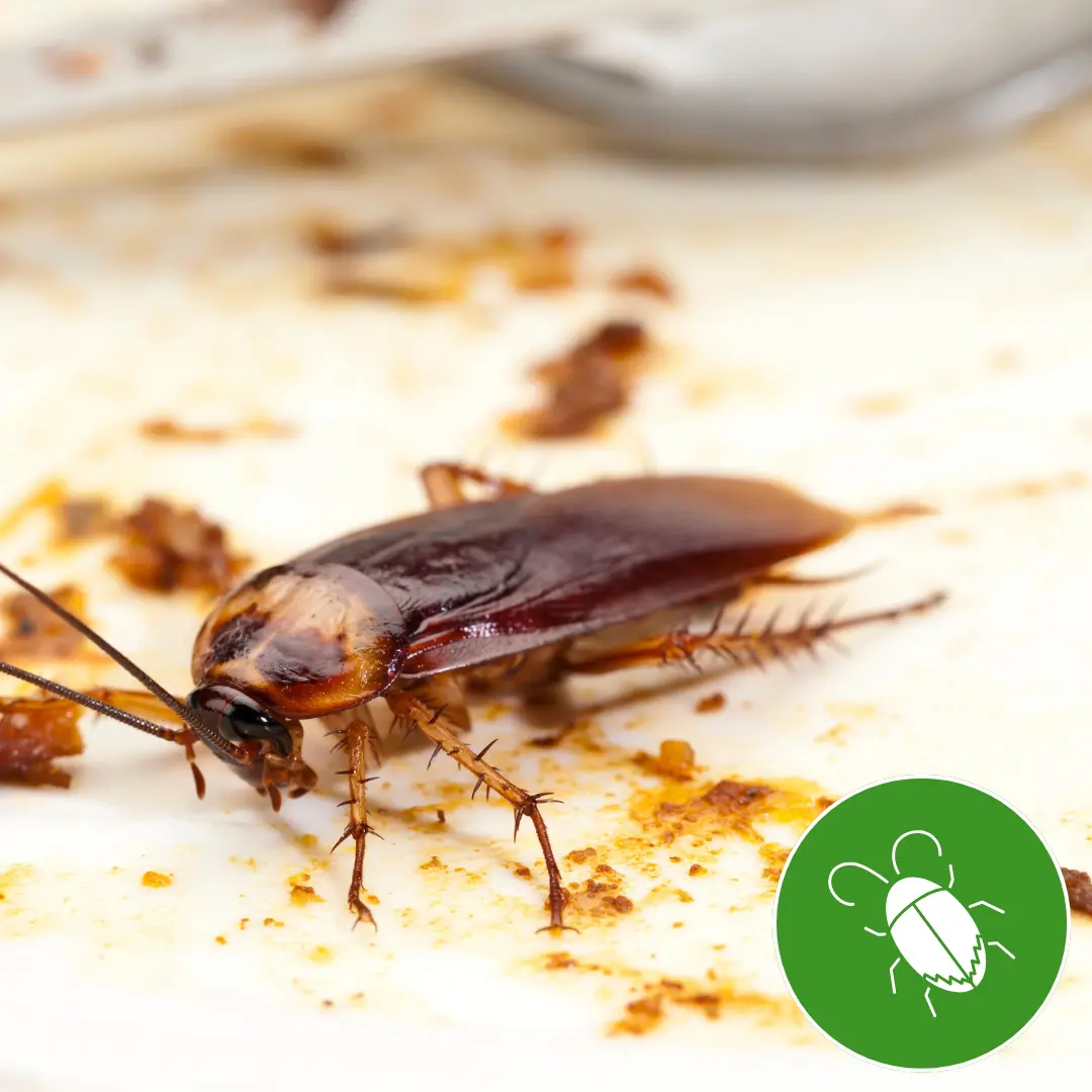 Protection anti-pigeon Rabat