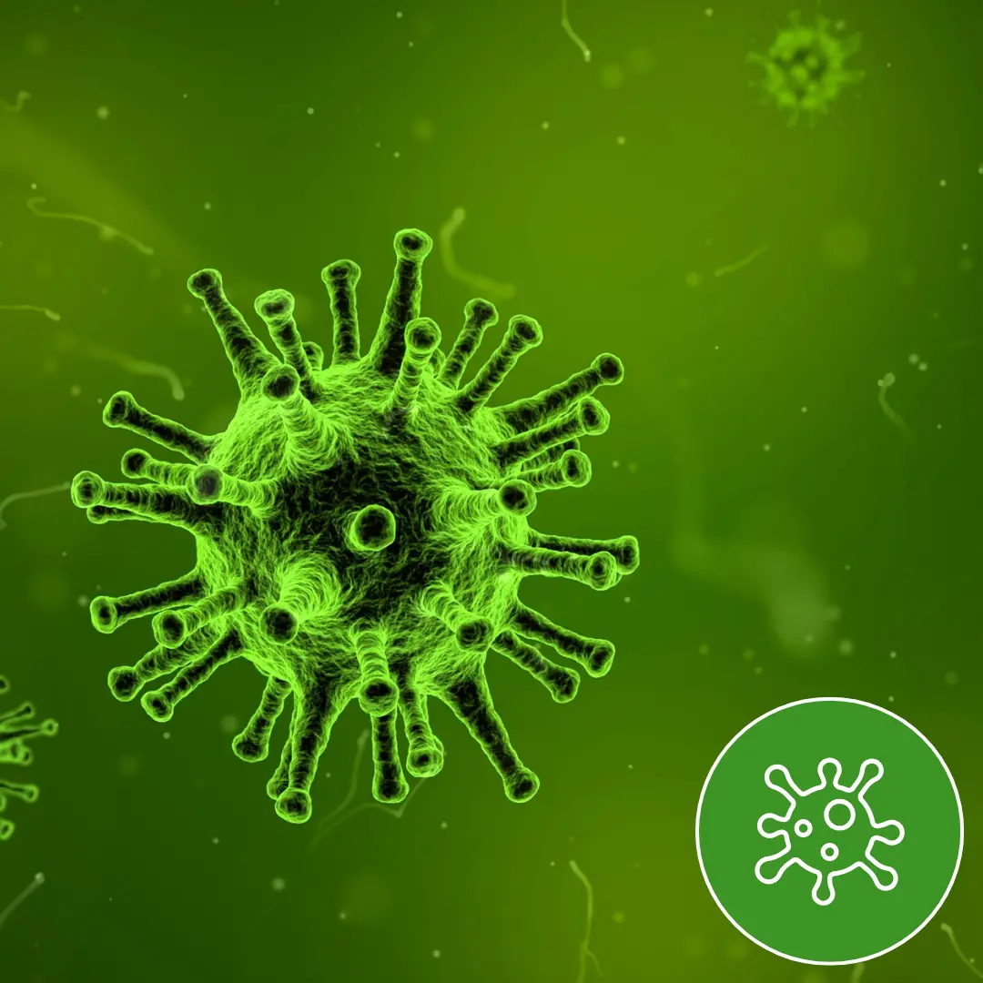 Société de Désinfection à Rabat