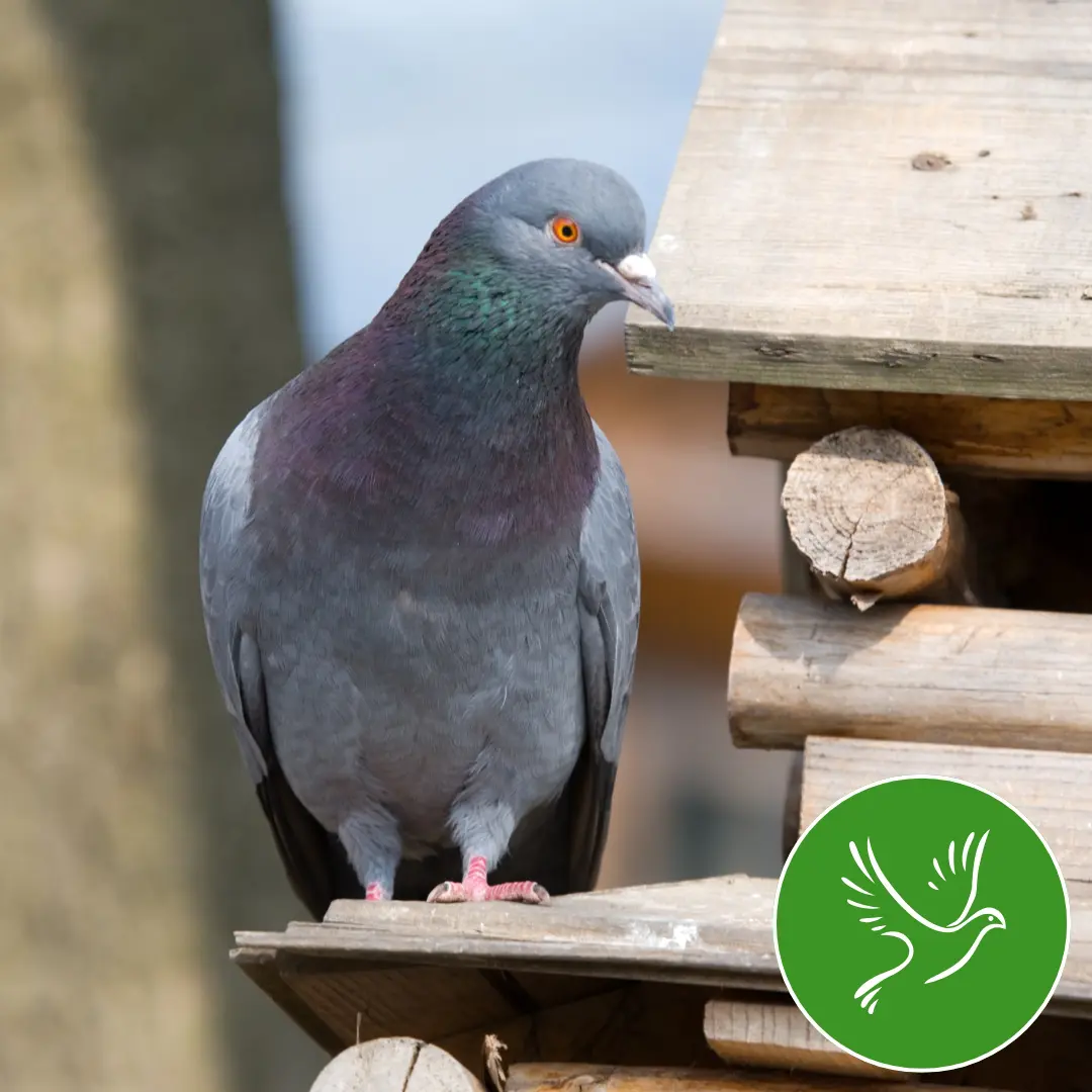 Dératisation Rabat Maroc