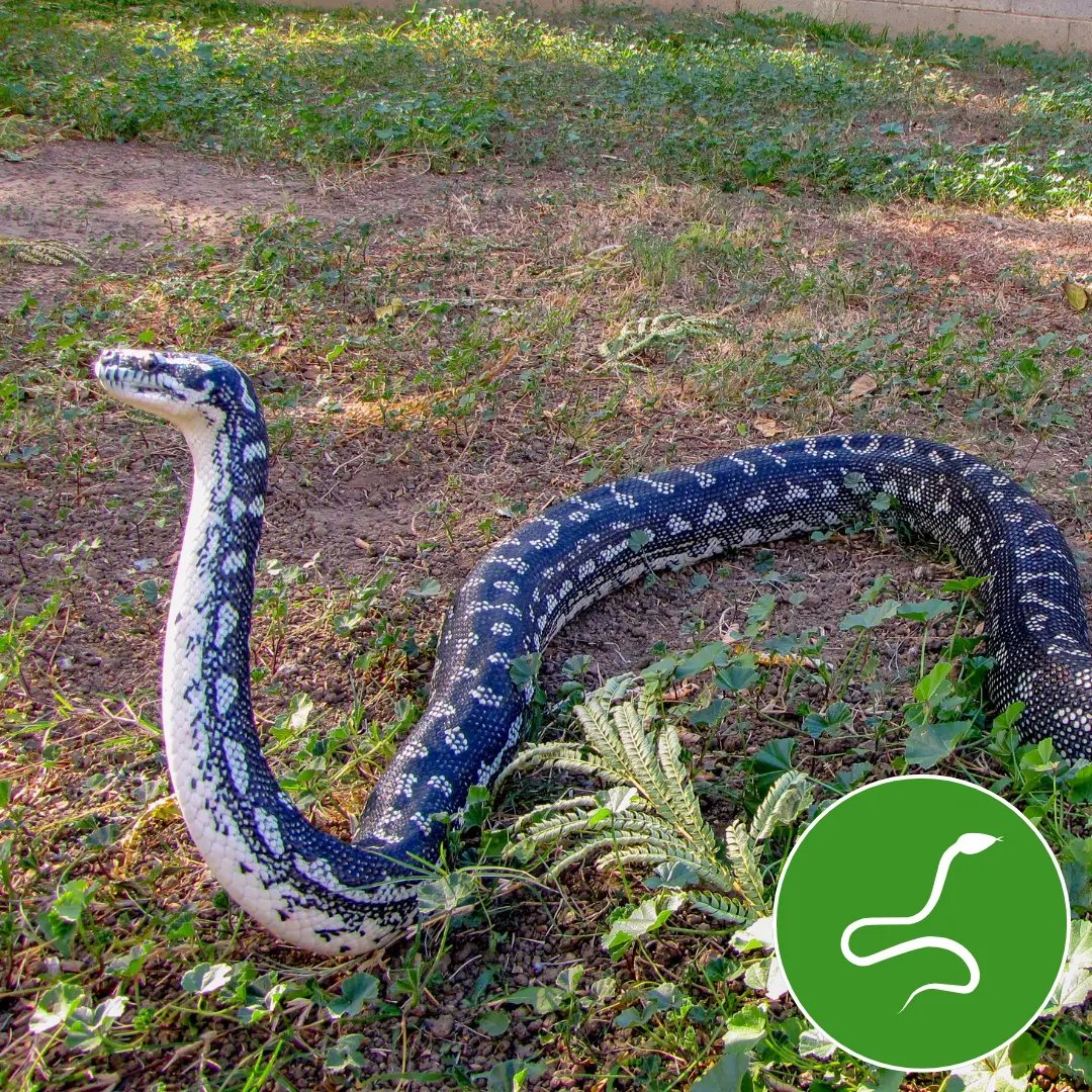 Protection anti-pigeon Rabat