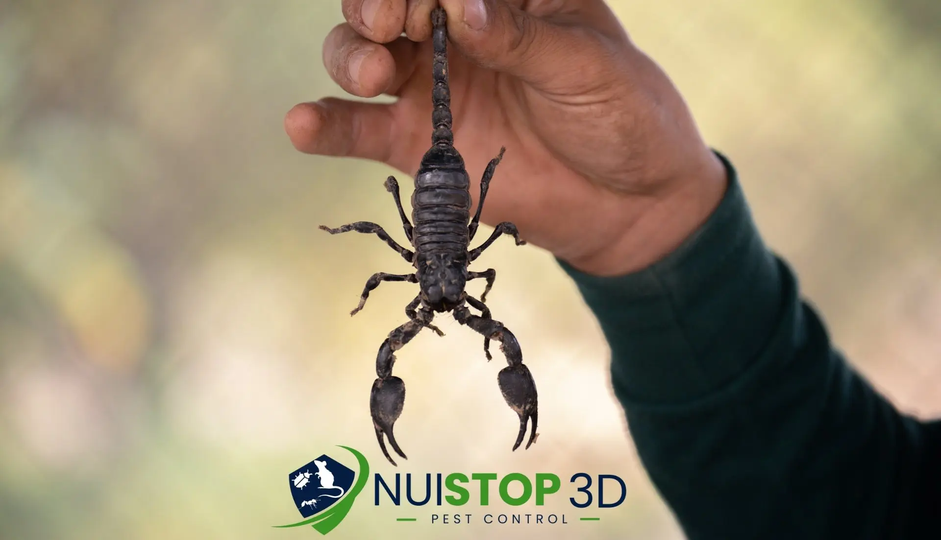 Traitement Anti-Scorpions à Rabat Maroc