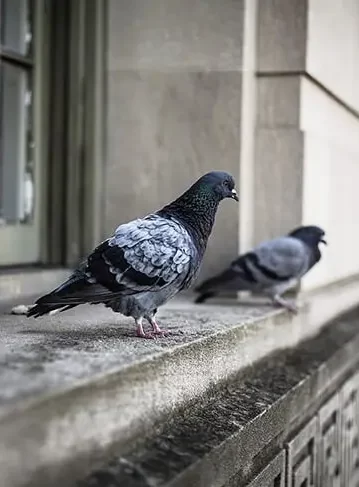 Solutions écologiques pour éloigner les pigeons