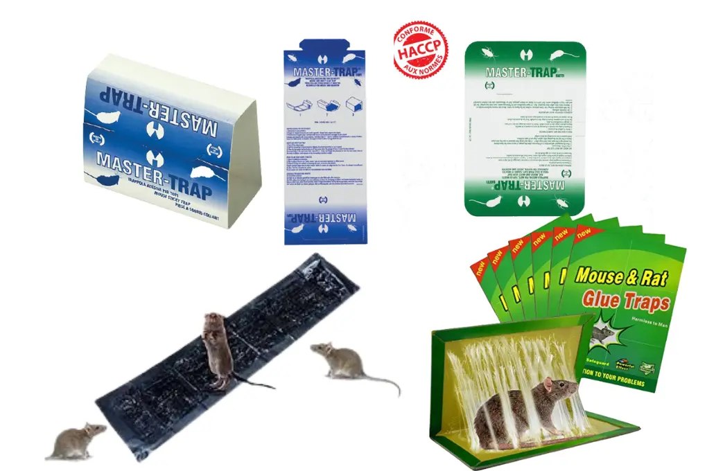 Pièges à Colle dératisation