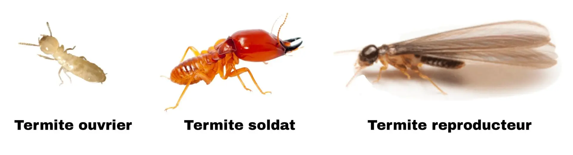 Types de termites au maroc