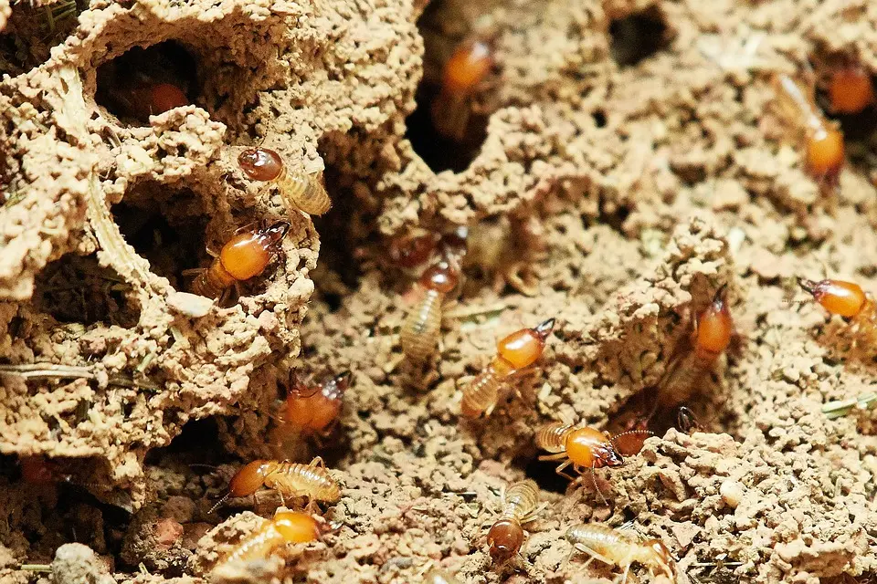 Traitement anti-termite au Maroc intervention rapide et garantie